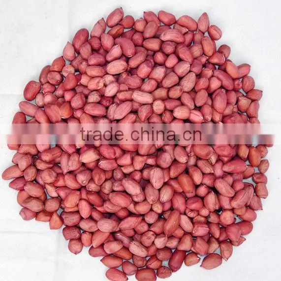 Chinese Peanut Suppliers photo-3