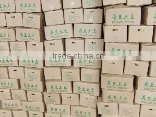 2015Anqiu Good Price of the Potato photo-3
