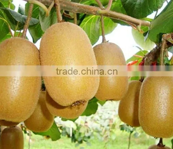 Leader Low Price Kiwi Peeling Machine photo-5