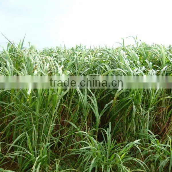 Warm Season High Yield Hybrid Pennisetum Forage Seeds