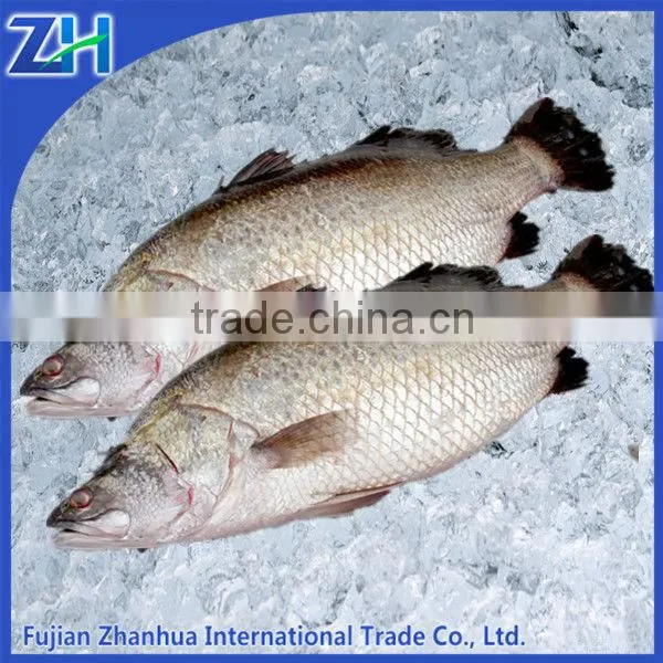 Frozen Seabass Fish Chilean Seabass