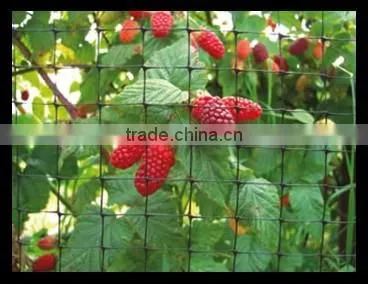 Plastic Nets Used in Protect Against Birds photo-2