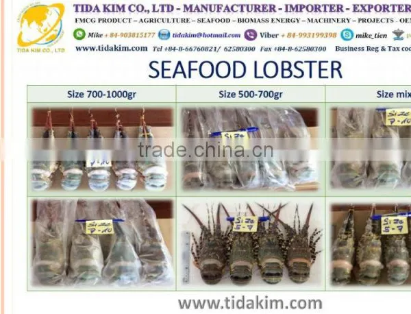 WHOLE ROUND FROZEN LOBSTER P ORNATUS FRESH LIVE - FROZEN BASA FILLLET - PANGASIUS BLACK TIGER SHRIMP - TIDA KIM photo-2