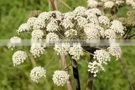 Cumin Seed Essential Oil