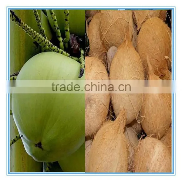Coconut Shelling Machine Coconut Shell Removing Machine/coconut Sheller photo-5