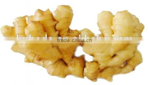 Ginger Multiple Layer Continuous Type Mesh Belt Dryer photo-6