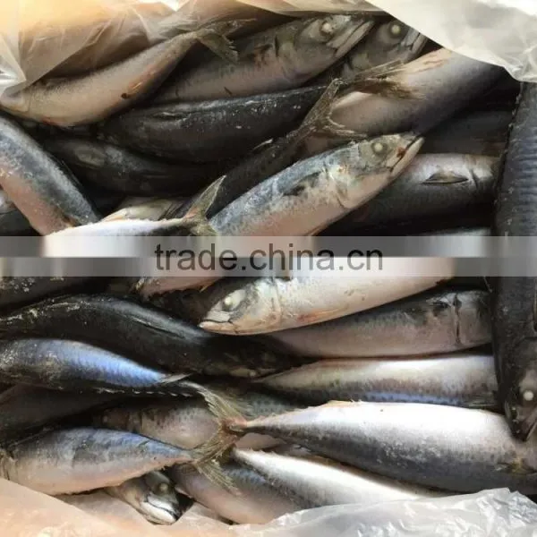 2016 Landing Sea Frozen Mackerel 200-250g photo-4
