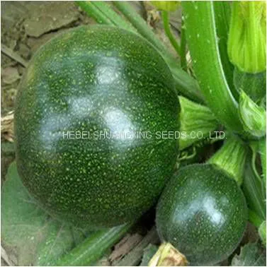Dark Green Round Shape Hybrid Squash Seeds With Good Package photo-2