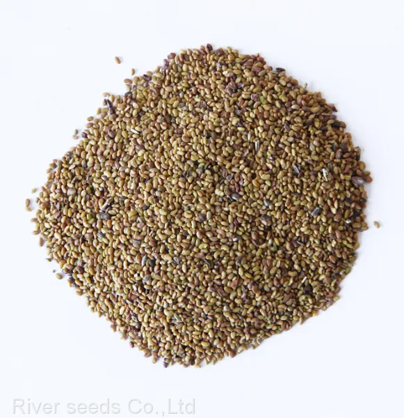 1kg Bulk Wholesale Pure Organic Alfalfa Grass Seed Lucerne Forage Crop Seeds for Sale