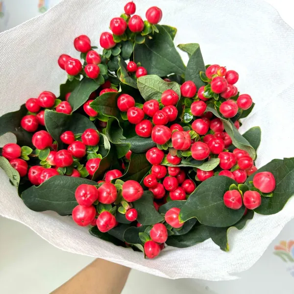Fresh Cut Berry From China China Fresh Flower Supplier photo-2