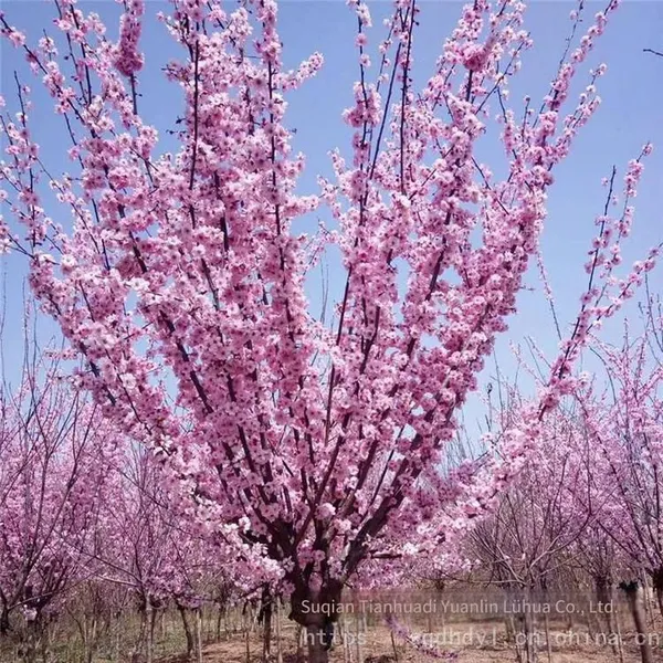 Price of 5 - Centimeter Beauty Plum, Cheap, Guaranteed Survival Rate