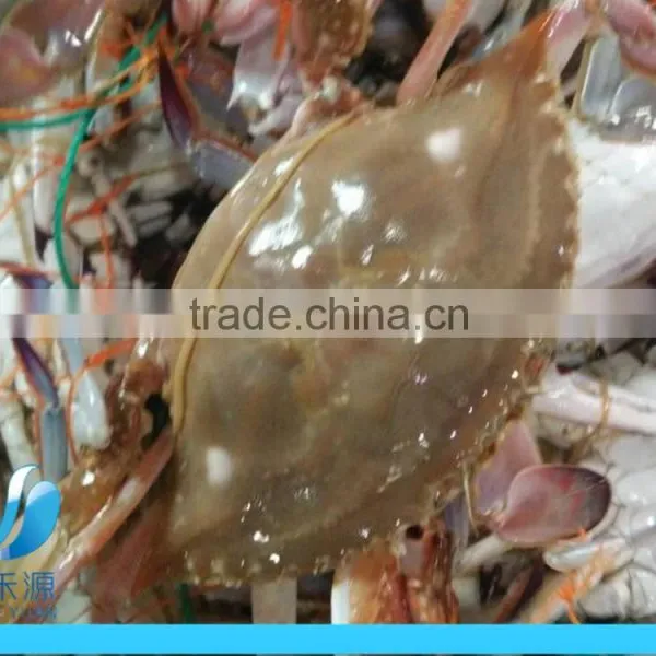 Frozen Blue Swimming Crab 100g -150g 150-200g photo-3