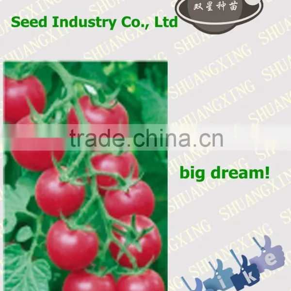 Pink Empress F1 Hybrid Tomato Seeds