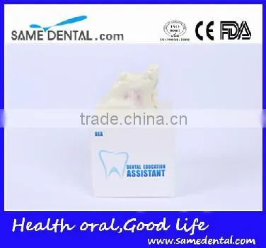 Sinus Lift Practice Model Dental Eduction Assitant No. DEA-23 photo-5