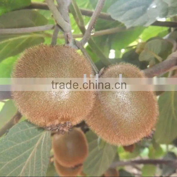 Kiwi Fruit