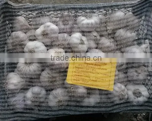 FRESH NORMAL WHITE GARLIC EXPORT 4.5 CM , EGYPT. photo-4