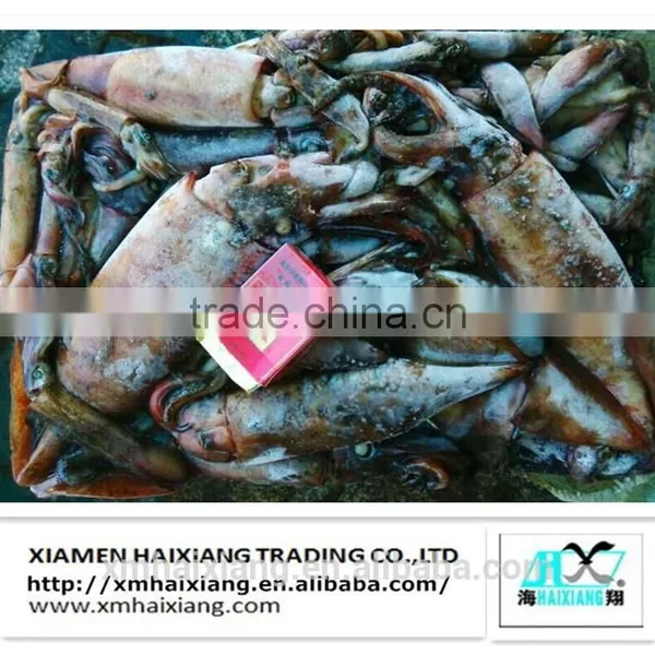 Frozen Whole Round Red Squid photo-4