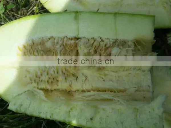 Pumpkin Seeds Kernel Broken Kernel Cheap Price photo-4