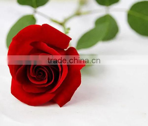 Cheap Fresh Red Rose Flowers With High Quality photo-2