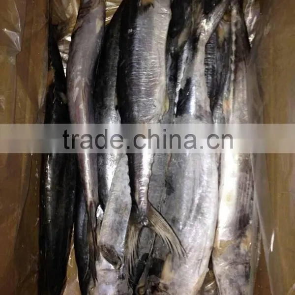 Frozen Spanish Mackerel photo-2