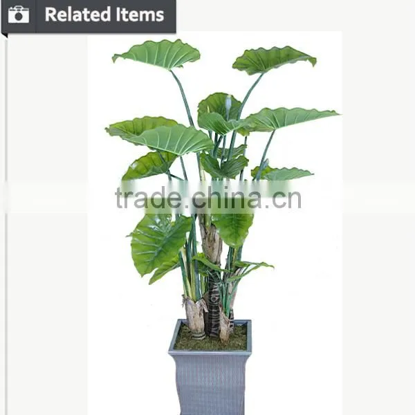 Artificial Decorative Banana Tree Ficus Tree Branch Live Bonsai Tree for Home and Office Decoration photo-4