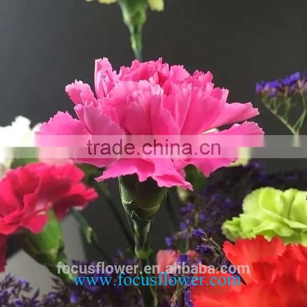 Best Sale Cut Fresh Pretty Good Carnation Flowers Cheap and Good Global Distribution From China photo-2