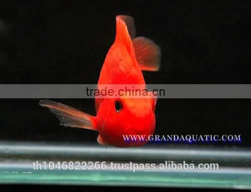 Red Parrot Cichlid Fish Farm For Sale and Export photo-4