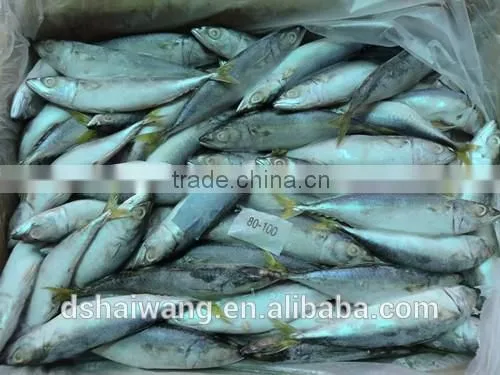 Frozen Chinese Pacific Mackerel With Size 8 - 10 / kg photo-2