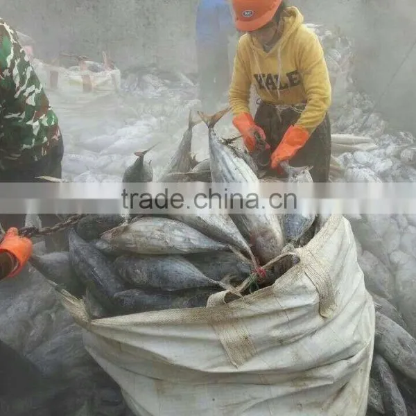 Skipjack Tuna Big Size photo-3