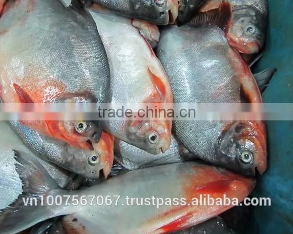 FROZEN WHOLE ROUND RED PACU FISH photo-3