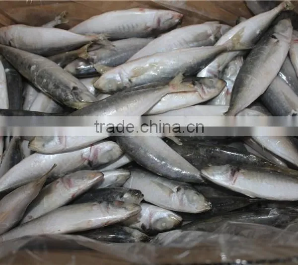 Horse Mackerel Price photo-6