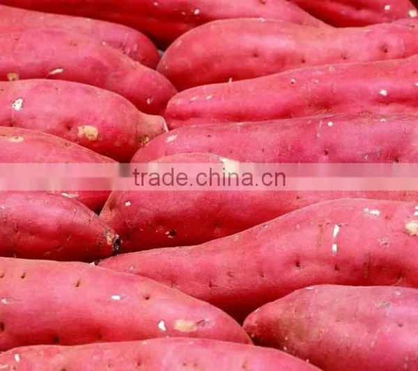 Japanese Fresh Sweet Potato