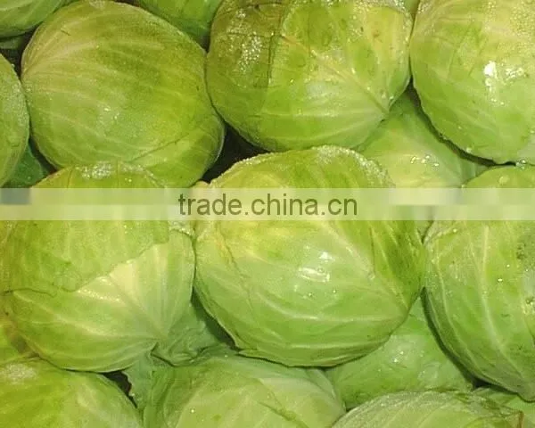 VIETNAM FRESH CABBAGE photo-5