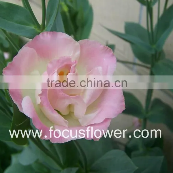 Wide Varieties Fresh Cut Flower Color Lisianthus Purple Lisianthus Flowers From Yunnan, China photo-5