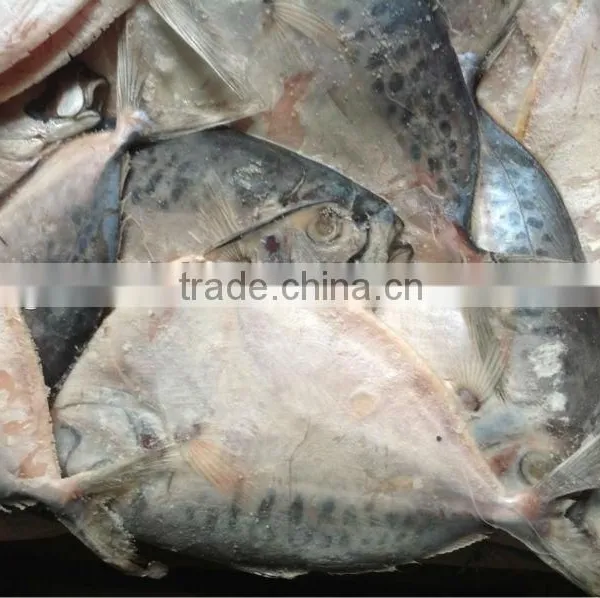 High Quality Frozen Fish Whole Round Moon Fish 100-150g photo-2