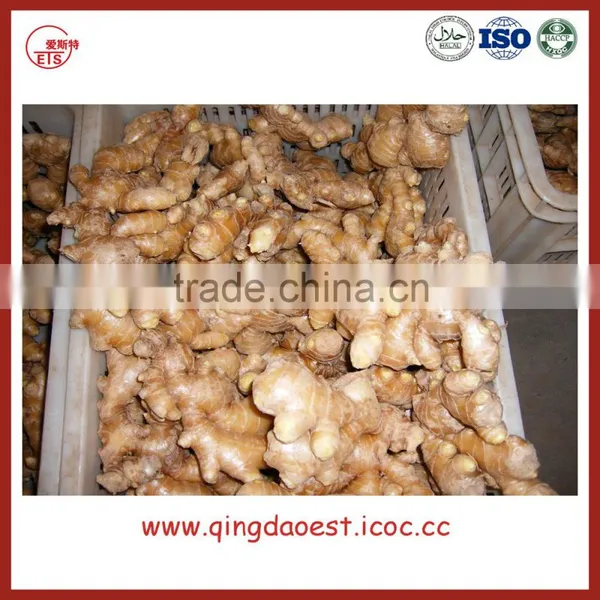Chinese Fresh Ginger photo-5