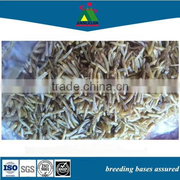 Dried Grubworm
