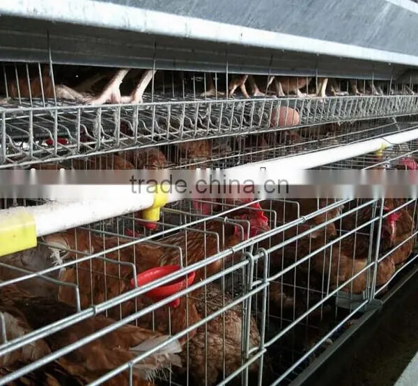 360 Degree Water Nipple Drinker for Chicken photo-4