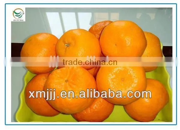 New Harvested Yongchun Fresh Mandarin Orange photo-5