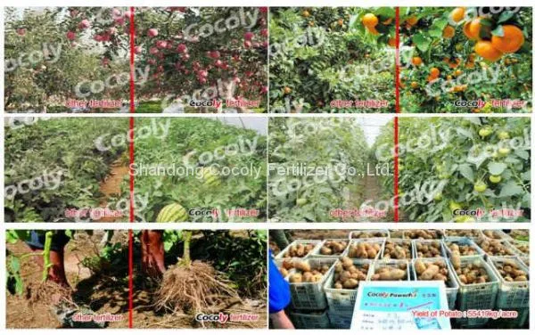 Cocoly Granular Water-soluble Fertilizer China Manufacturer photo-2