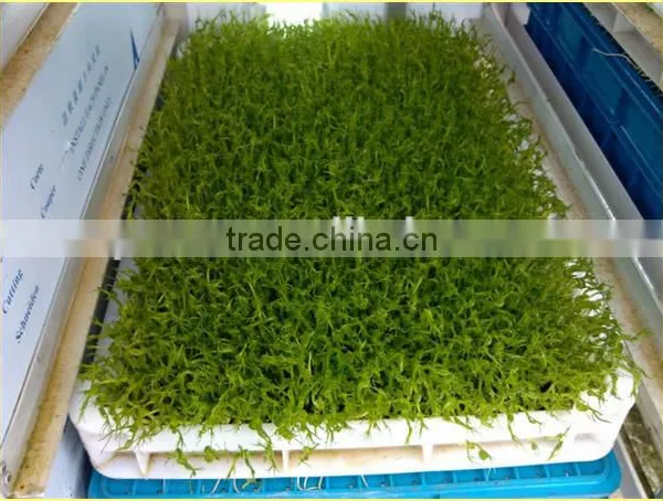 Black Bean Sprouts Making Machine | Green Mung Bean Sprouting Machine photo-4