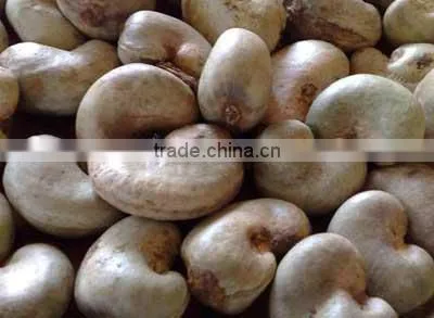 Raw Cashew Nuts in Nigeria