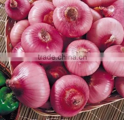 Hot Sale Fresh Red Onion With Good Quality for Sale photo-3