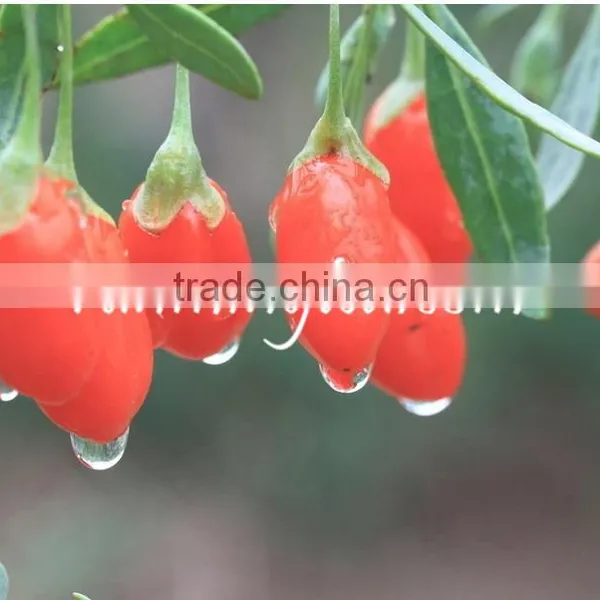 China Dried Fresh Goji Berry photo-4