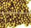Fresh Coriander Seed
