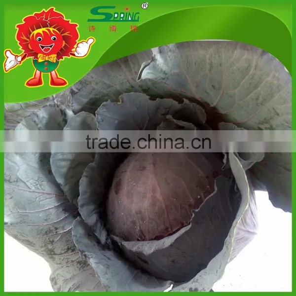 2016 Fresh Red Cabbage Premium Cabbage Export photo-4