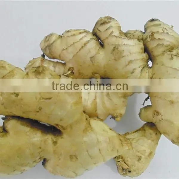 Old Fresh Ginger Price Cheap photo-3