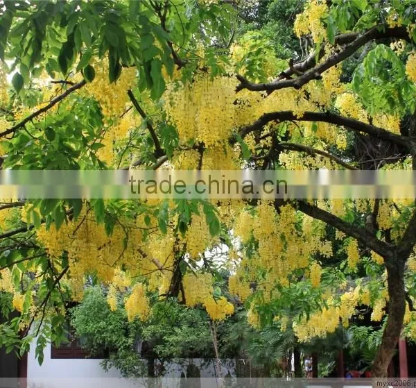 Cassia Fistula photo-3