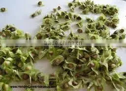 BUY Natural & Pure Moringa Oil / Moringa Seed Oil photo-4