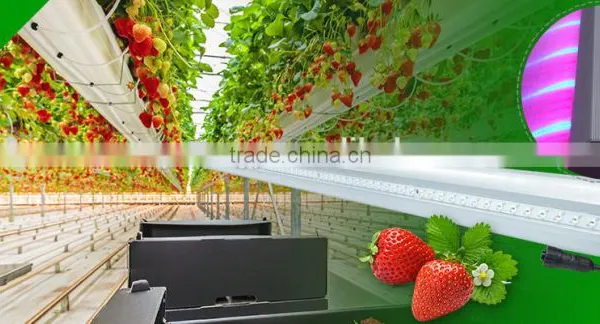 Vanq Interlighting 150W LED Grow Light Bar for Strawberry Seeds photo-2